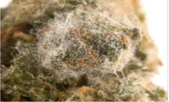 Eine Nahaufnahme von etwas, das aussieht wie Schimmel, der auf der Oberfläche von Medizinalcannabis wächst, mit weißen, unscharfen Flecken auf grünem und braunem Pflanzenmaterial.